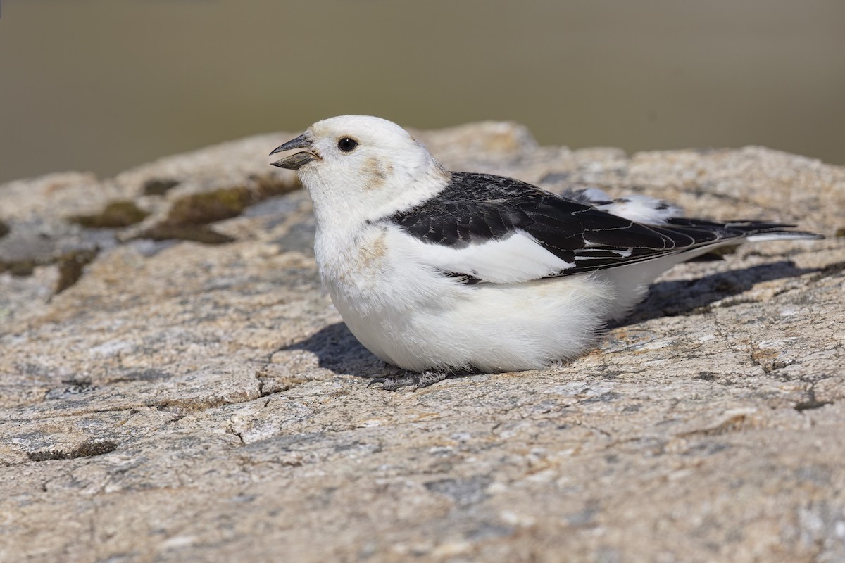 Snow Bunting - Marco Valentini