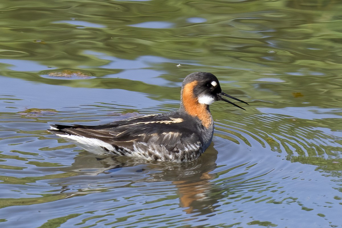 Phalarope à bec étroit - ML620633024