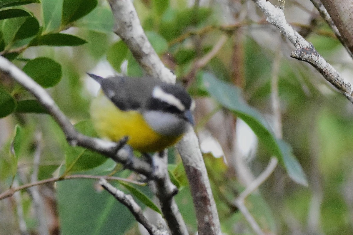 Bananaquit - ML620633026