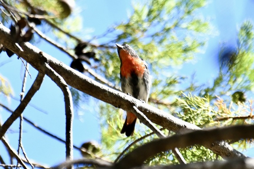 Picaflores Golondrina - ML620633029