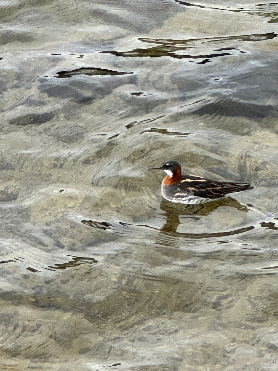 Phalarope à bec étroit - ML620633036