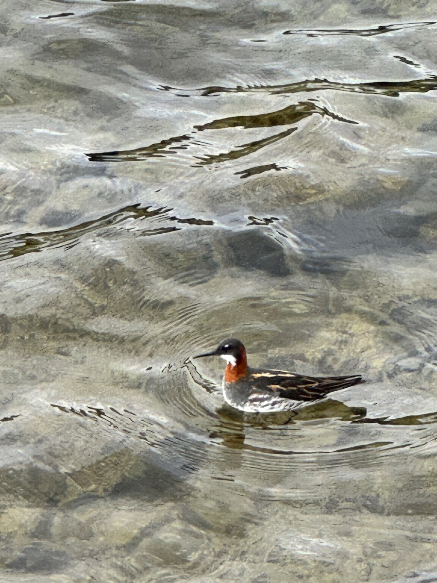 Phalarope à bec étroit - ML620633037