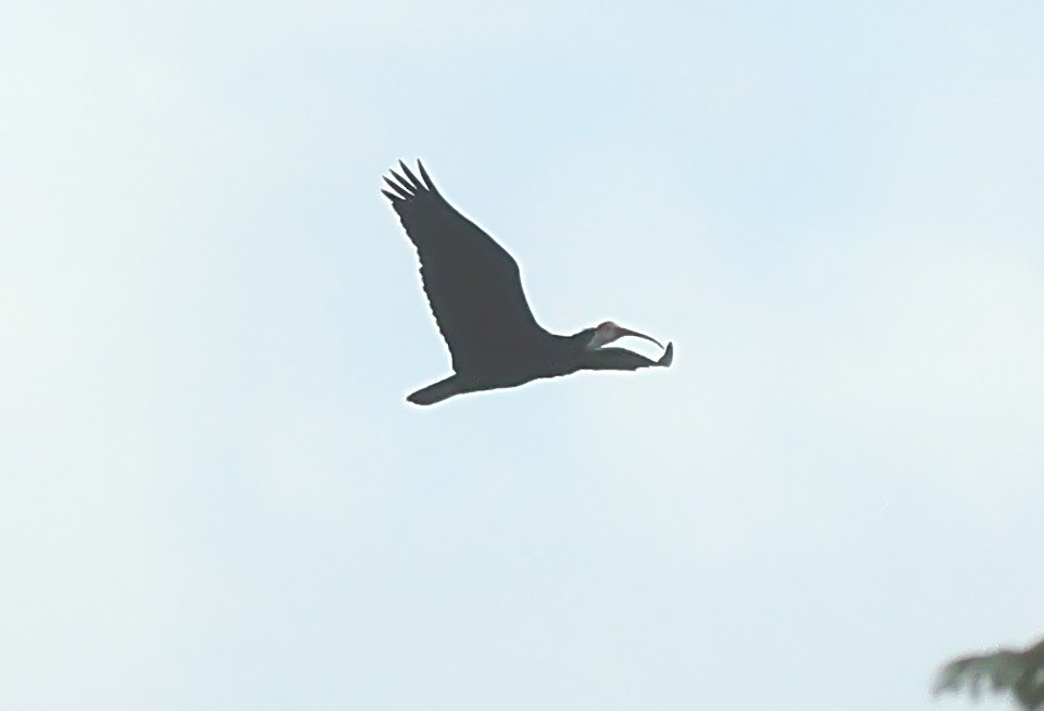 Southern Bald Ibis - ML620633040