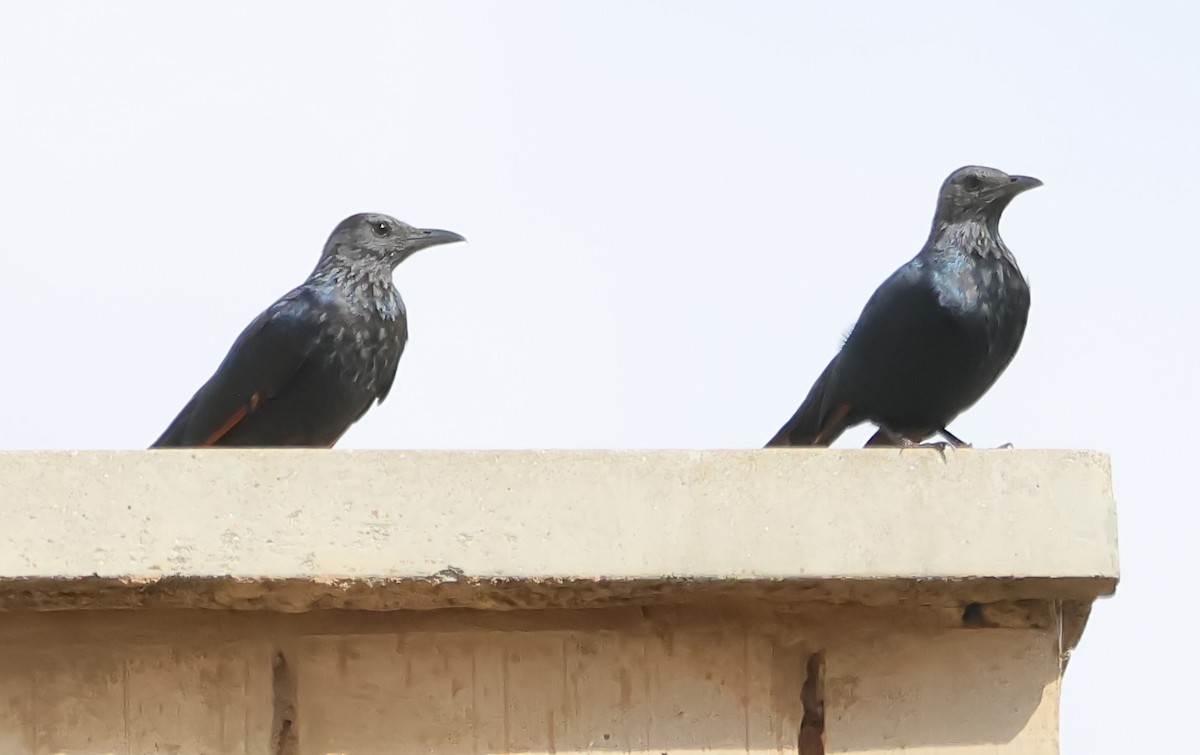 Red-winged Starling - ML620633041