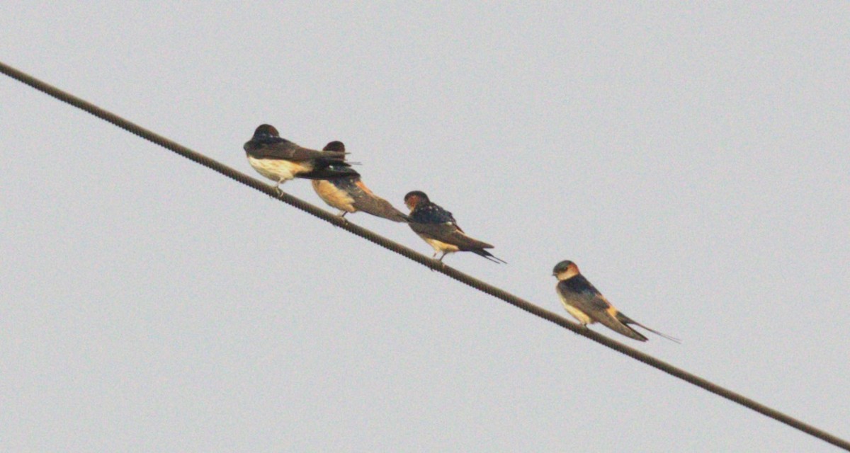 Red-rumped Swallow (Red-rumped) - ML620633045