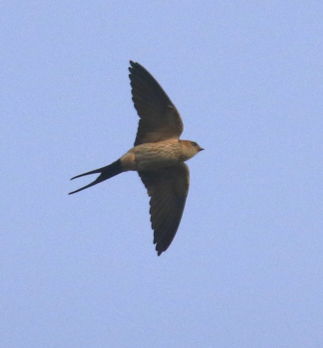Red-rumped Swallow (Red-rumped) - ML620633046