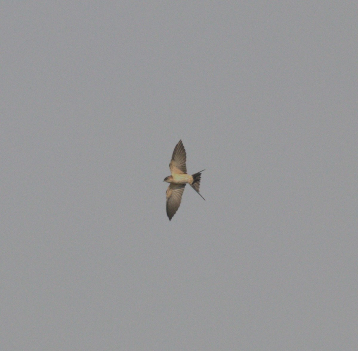 Red-rumped Swallow (Red-rumped) - ML620633047