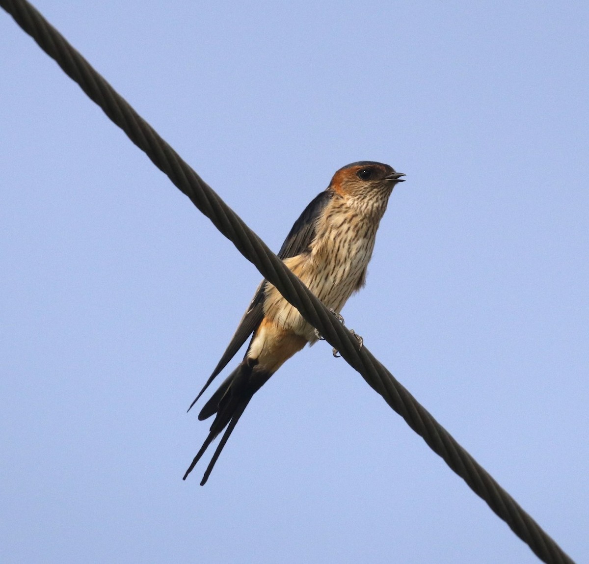 Red-rumped Swallow (Red-rumped) - ML620633048