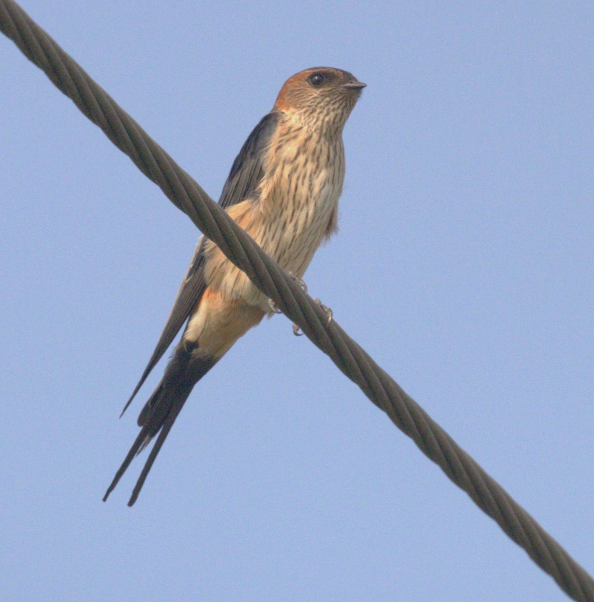 Red-rumped Swallow (Red-rumped) - ML620633049