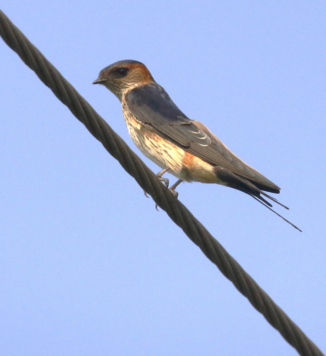 Red-rumped Swallow (Red-rumped) - ML620633050