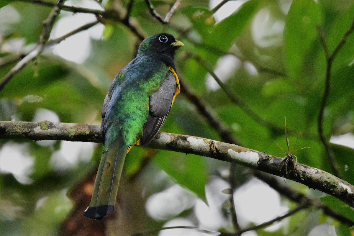 Atlantic Black-throated Trogon - Juan Bardier