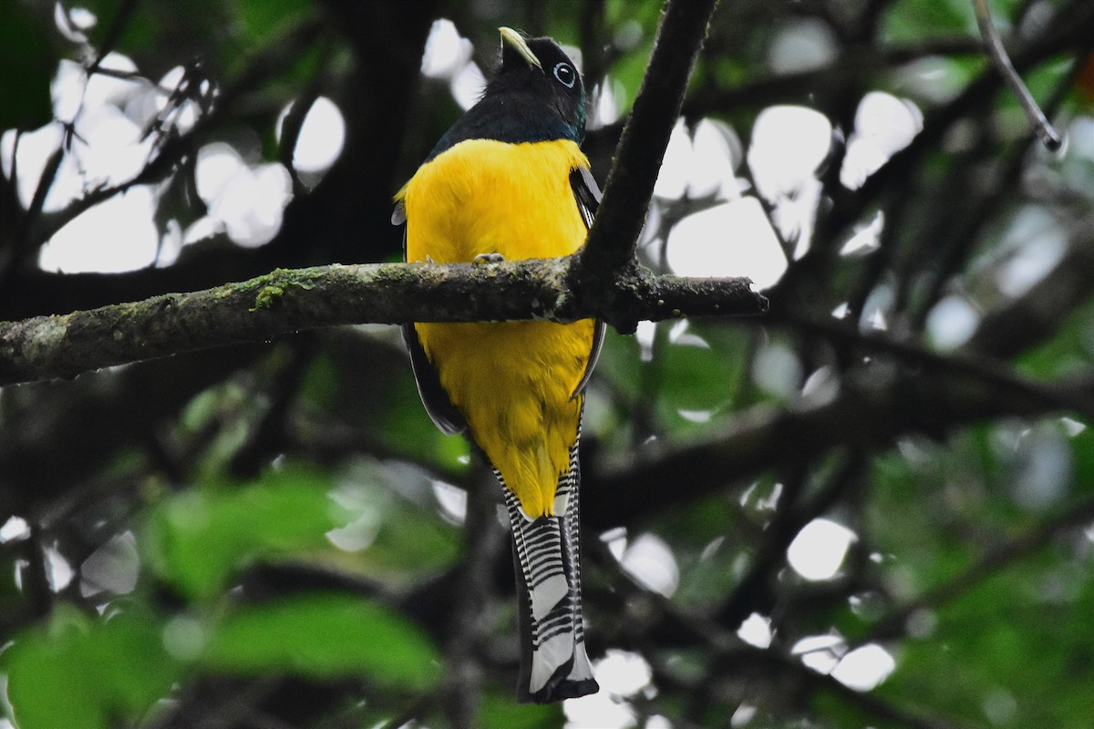 trogon atlantský - ML620633054