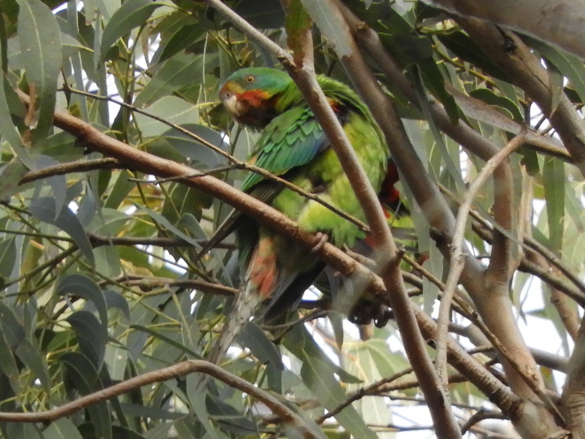 Swift Parrot - ML620633058