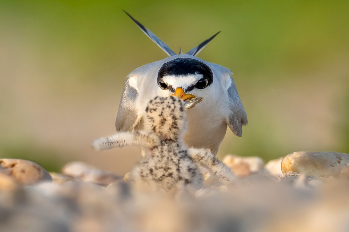 Least Tern - ML620633059