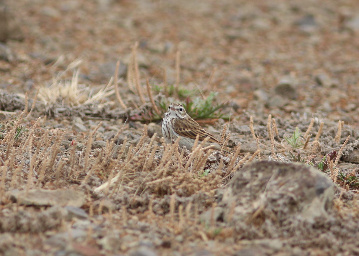 Berthelot's Pipit - ML620633062