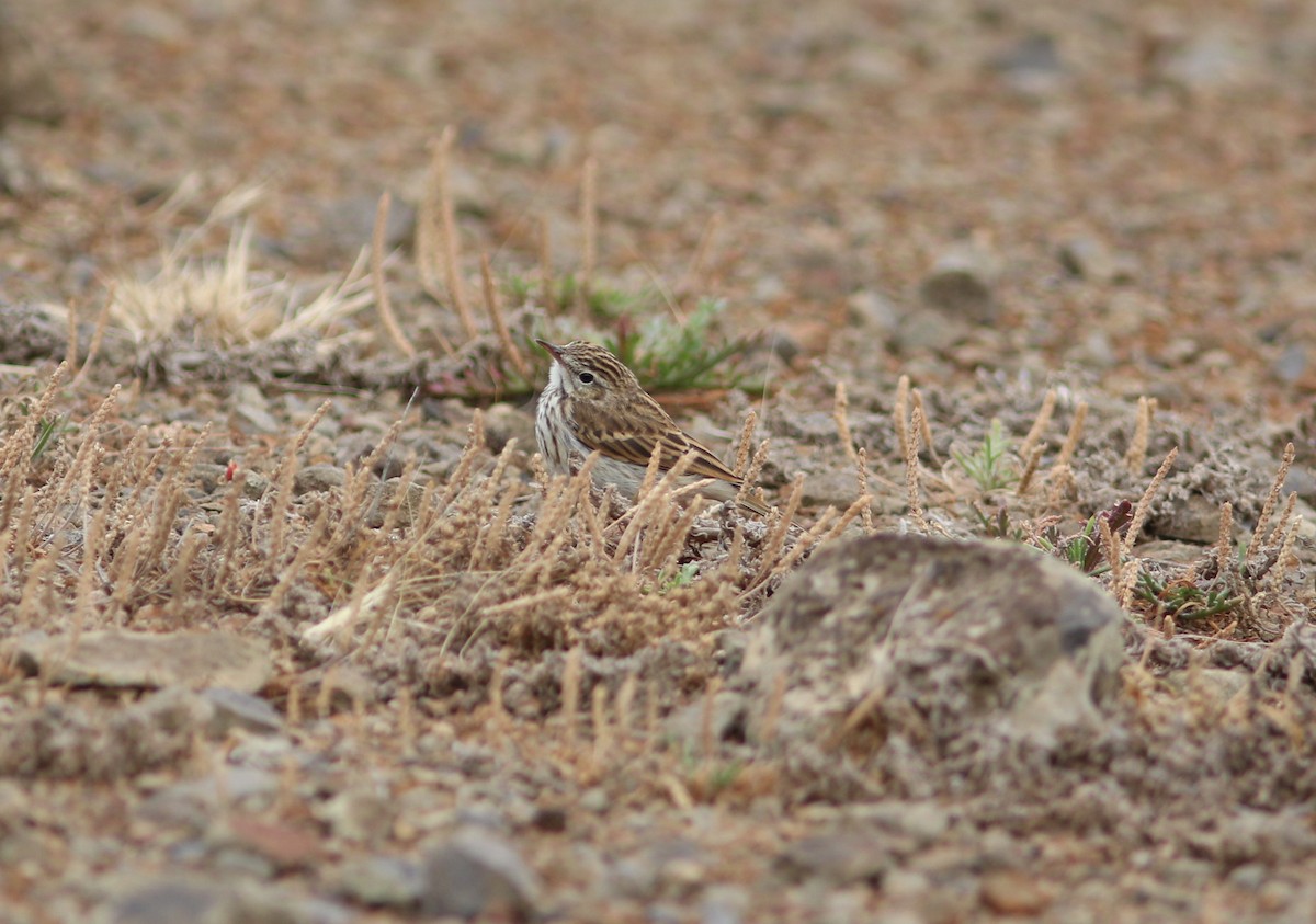 Berthelot's Pipit - ML620633063