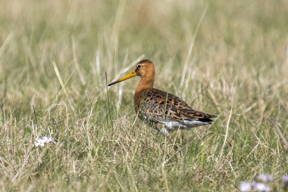 Black-tailed Godwit - ML620633067