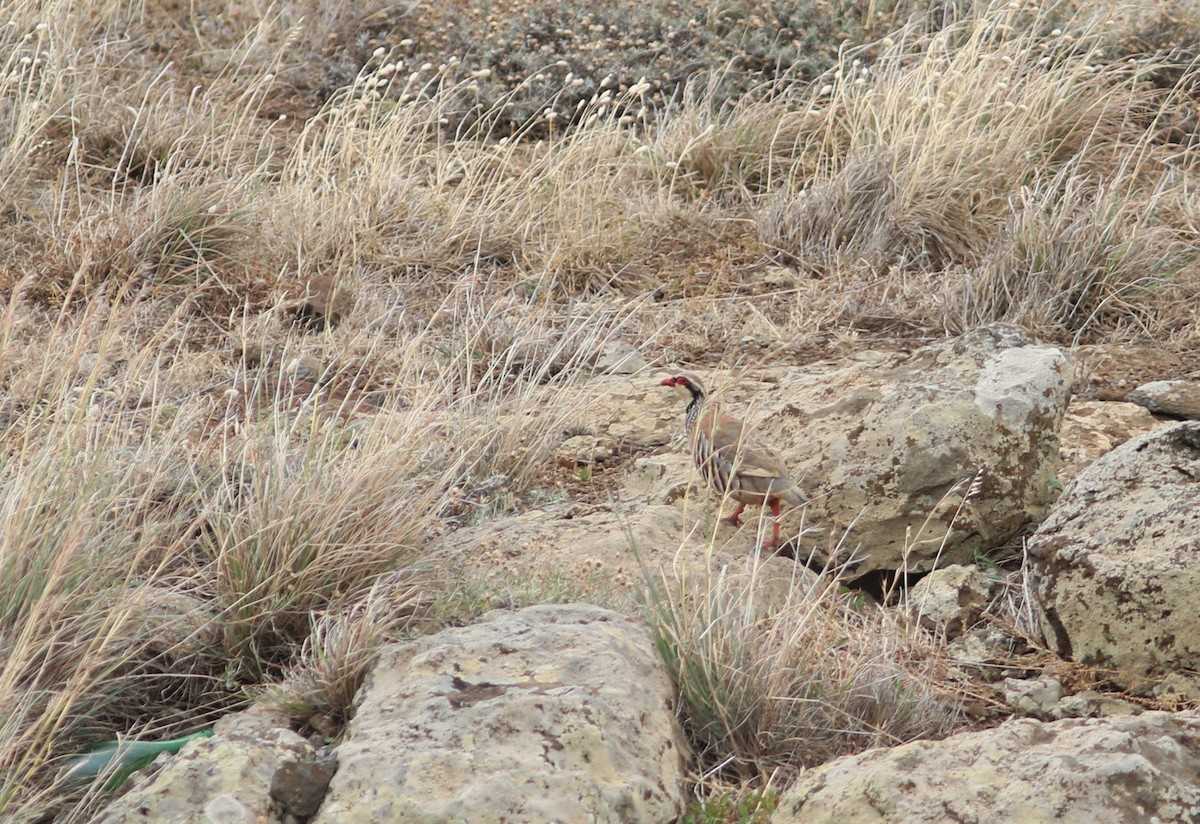 Red-legged Partridge - ML620633069