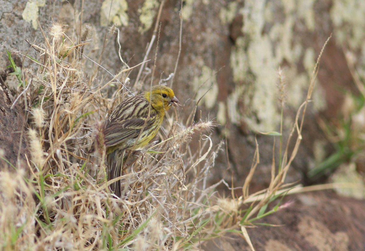 Island Canary - ML620633073