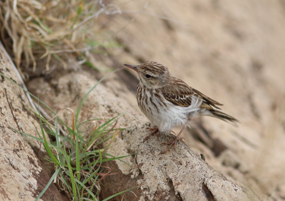 Berthelot's Pipit - ML620633077