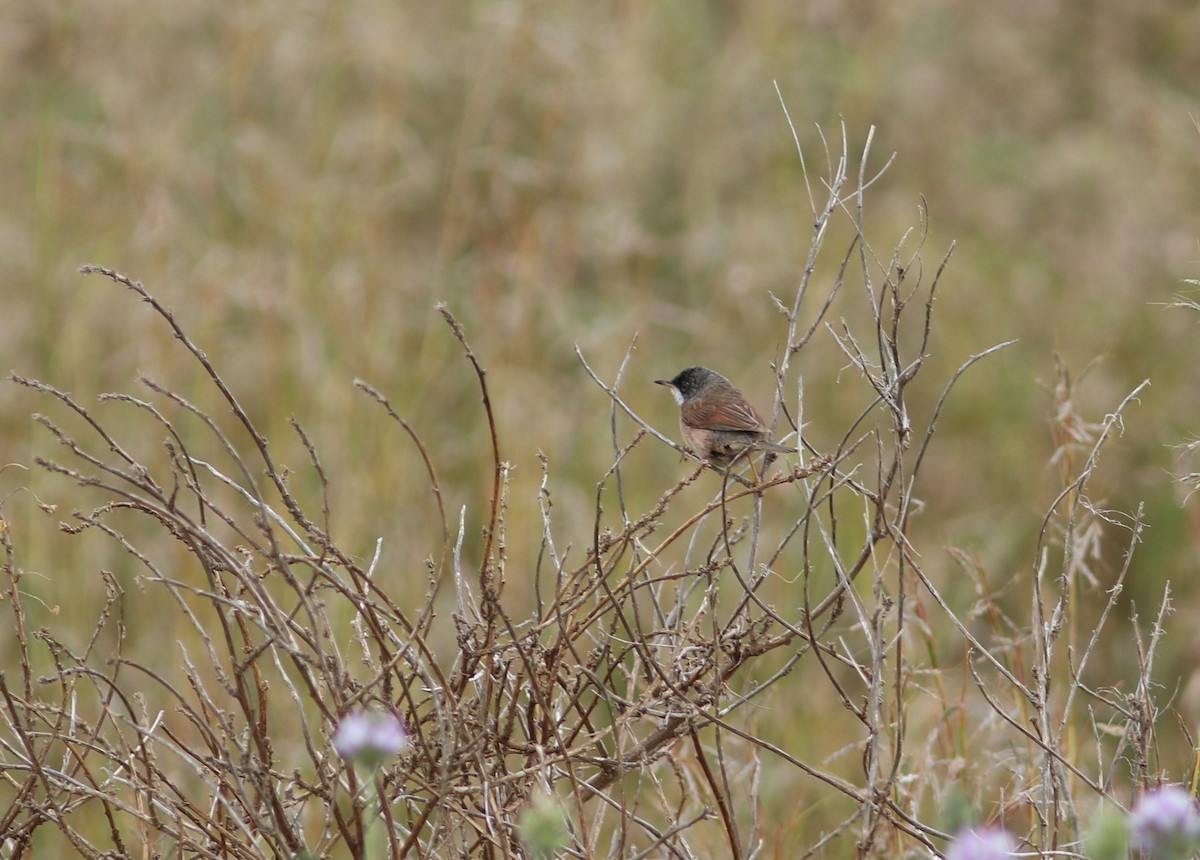 Spectacled Warbler - ML620633079