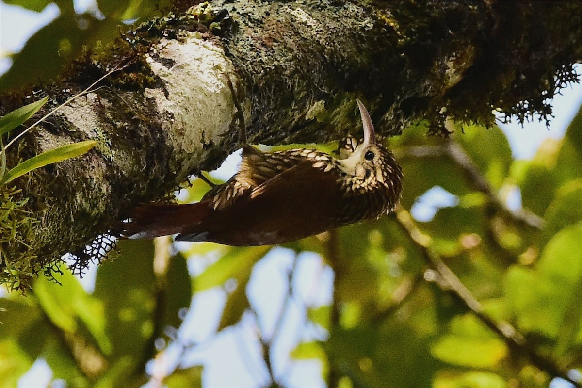 Scalloped Woodcreeper - ML620633082