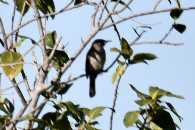 Kimberley Honeyeater - ML620633083