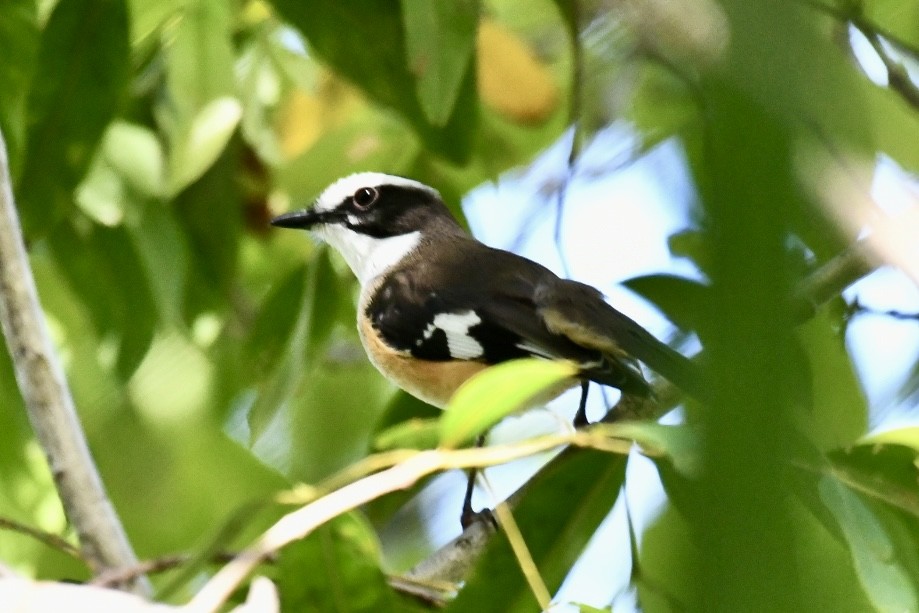 Buff-sided Robin - ML620633086