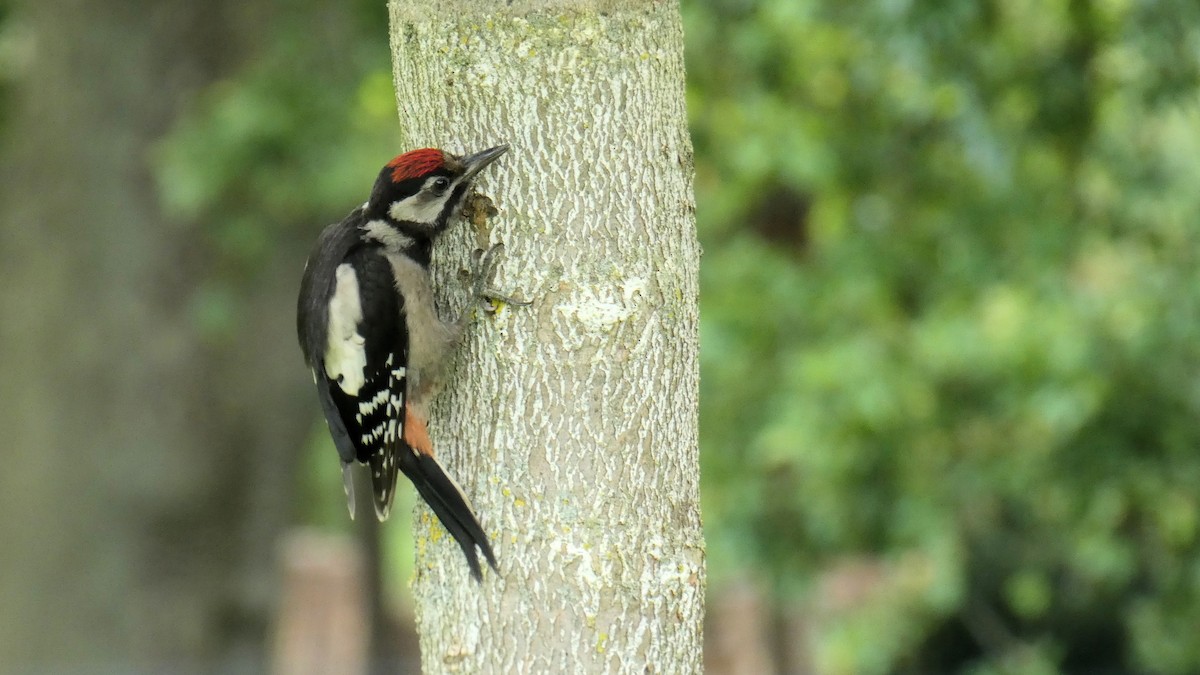 Middle Spotted Woodpecker - ML620633095