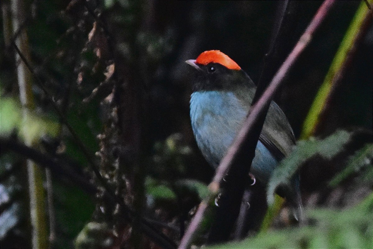 Swallow-tailed Manakin - ML620633096