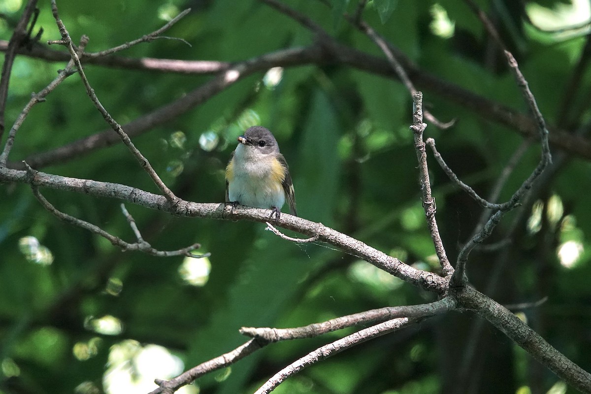 American Redstart - ML620633103