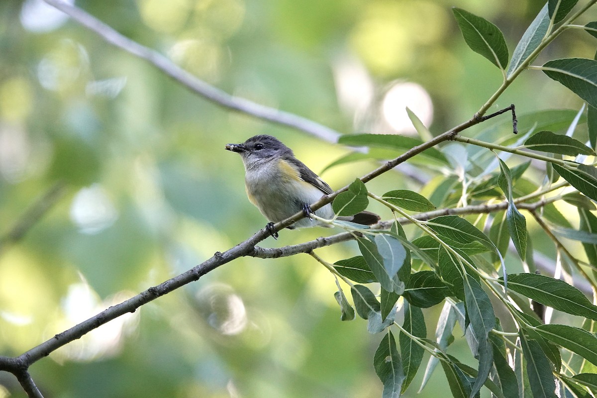 American Redstart - ML620633106