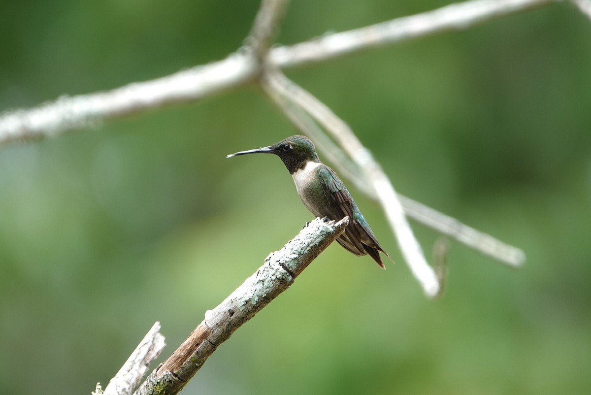 Colibri à gorge rubis - ML620633112