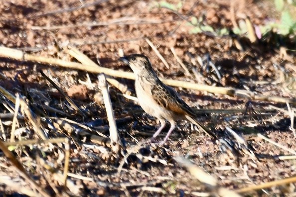 Singing Bushlark (Australasian) - ML620633113