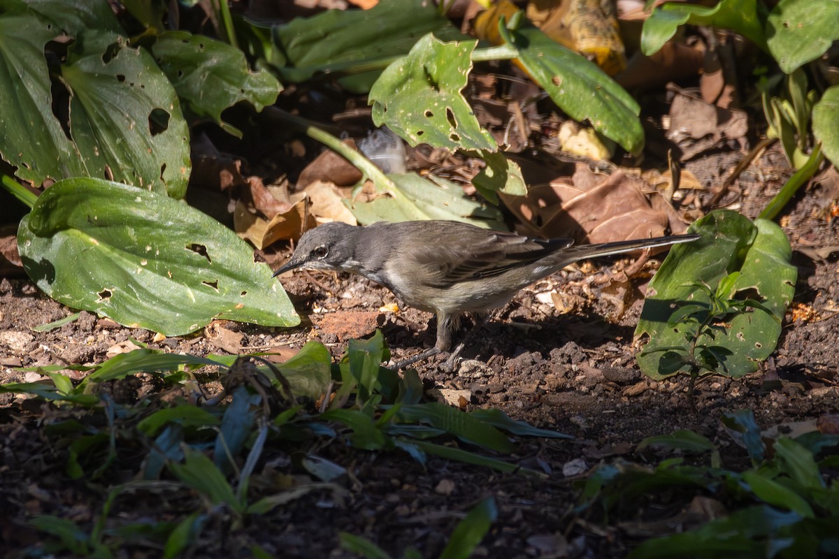 Cape Wagtail - ML620633115