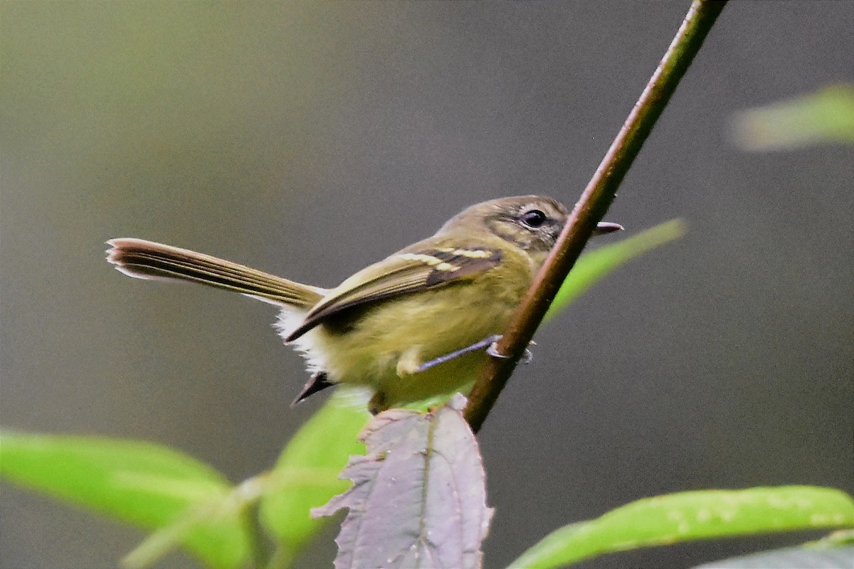 Mottle-cheeked Tyrannulet - ML620633116