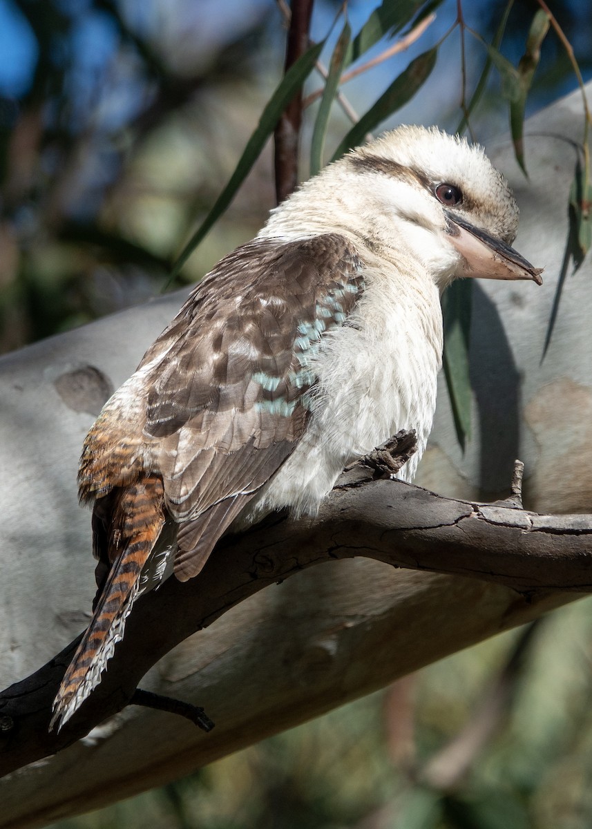 Laughing Kookaburra - Geoffrey Groom