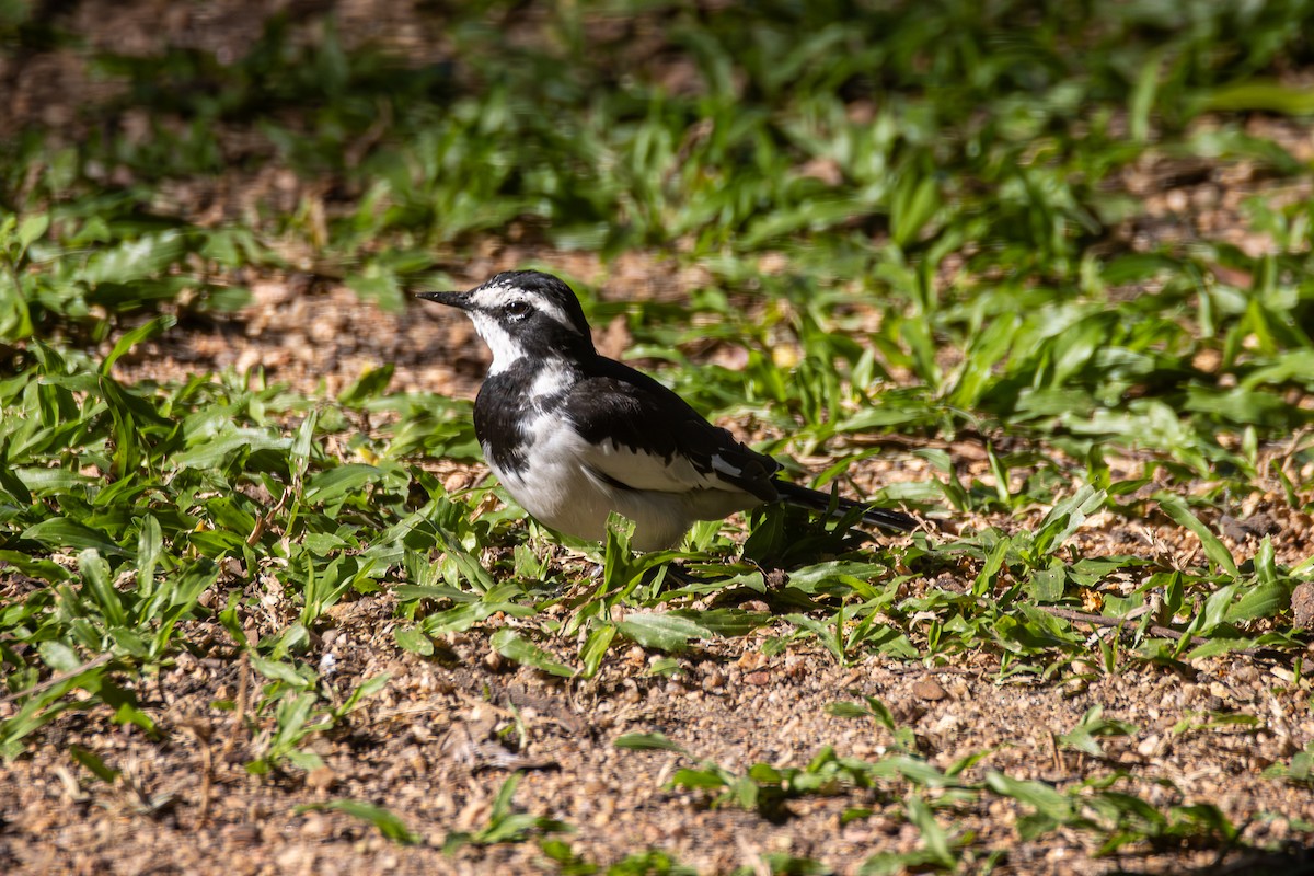 African Pied Wagtail - Peter Hinow