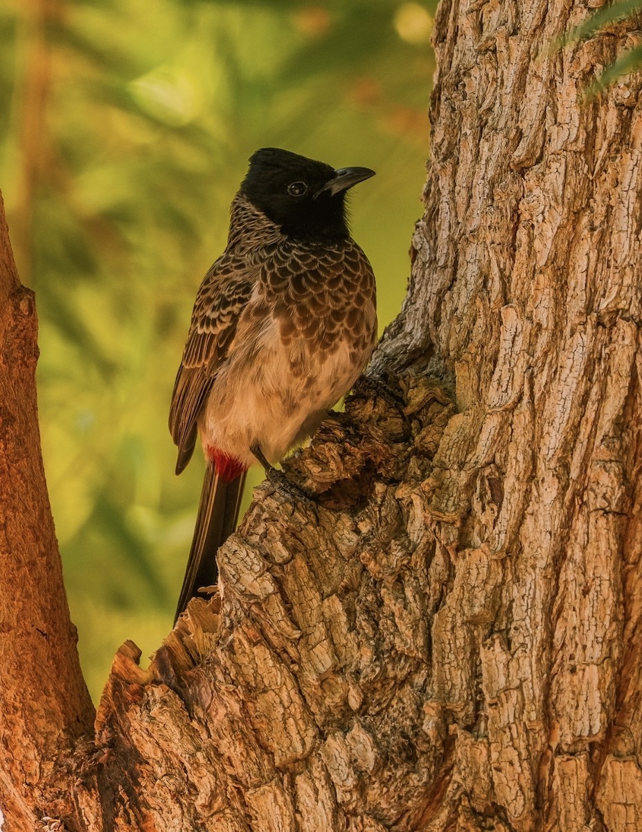 Red-vented Bulbul - ML620633126
