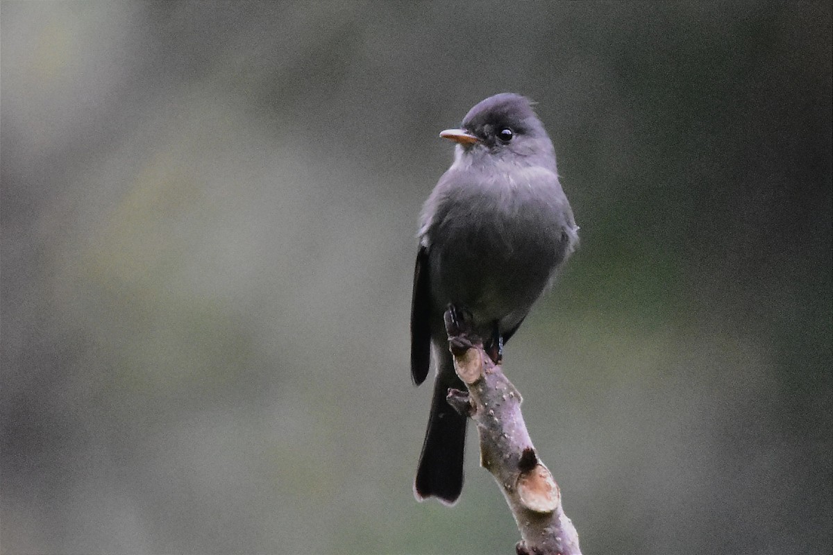 Southern Tropical Pewee - ML620633128