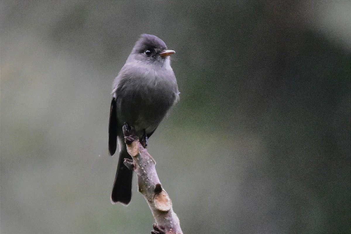 Southern Tropical Pewee - ML620633129