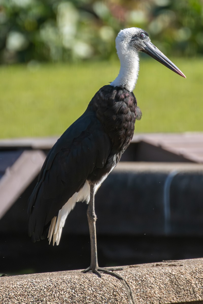 African Woolly-necked Stork - ML620633132