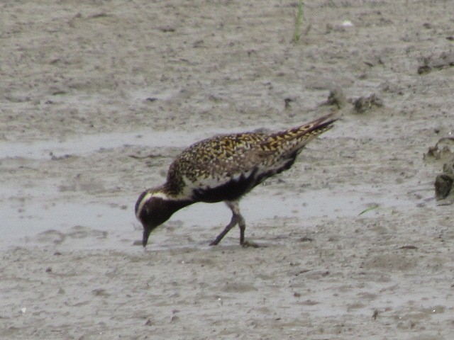 European Golden-Plover - ML620633135