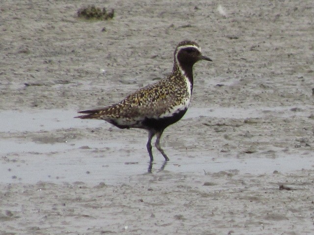 European Golden-Plover - ML620633136