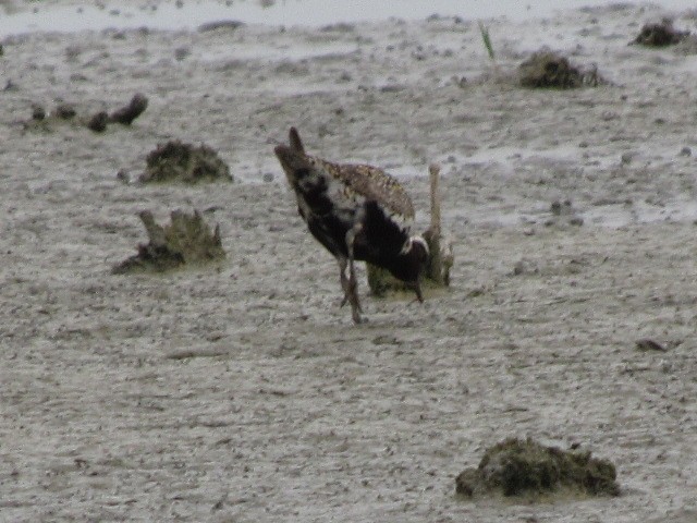 European Golden-Plover - ML620633138