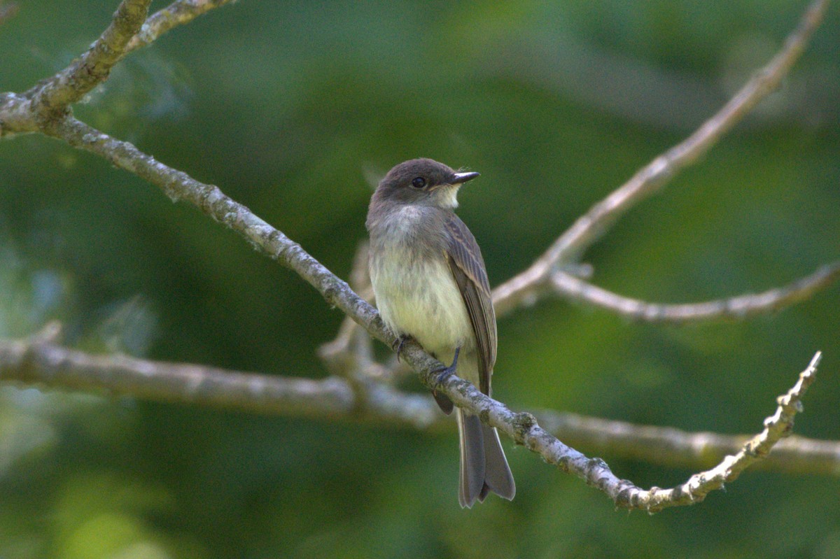 Eastern Phoebe - ML620633140