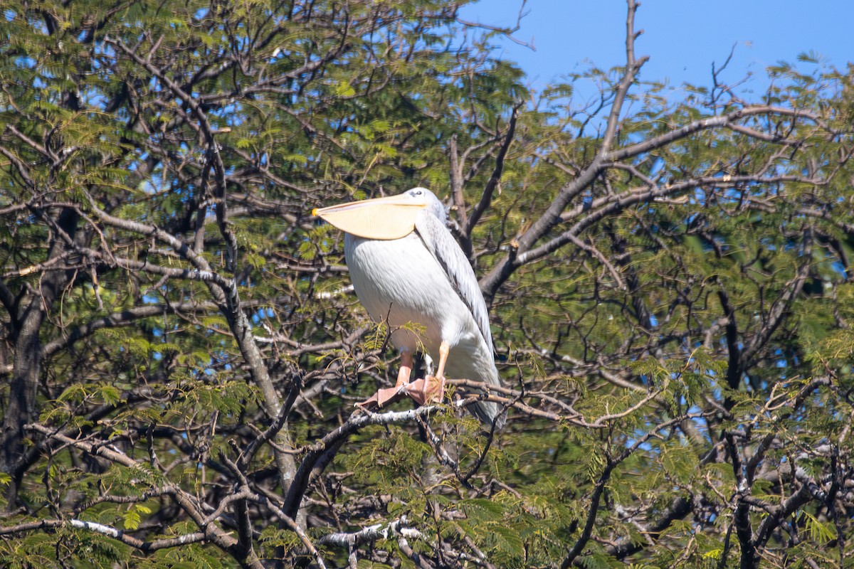 Pink-backed Pelican - ML620633141