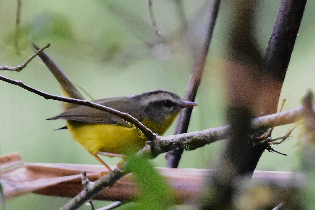 Golden-crowned Warbler - ML620633142