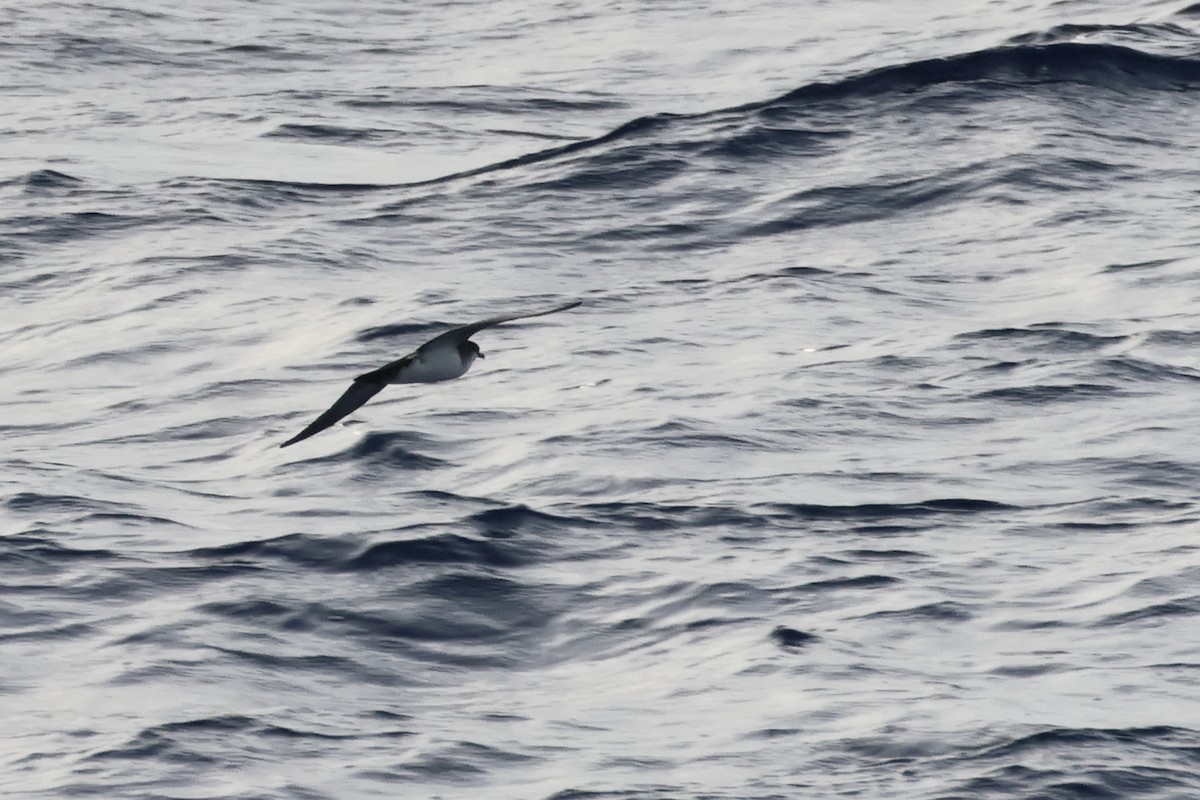 Tropical Shearwater - ML620633143