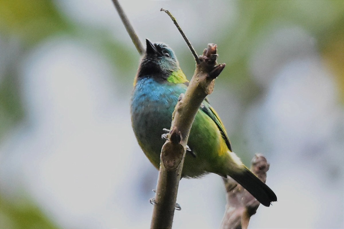 Green-headed Tanager - ML620633144